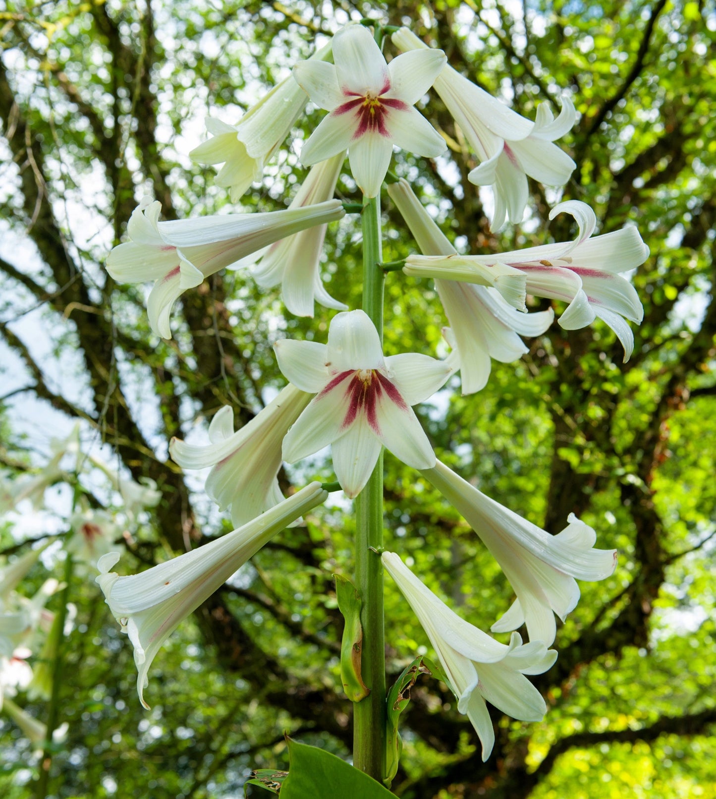 10 Seeds GIANT HIMALAYAN LILY Cardiocrinum Giganteum White & Red Shade Flower