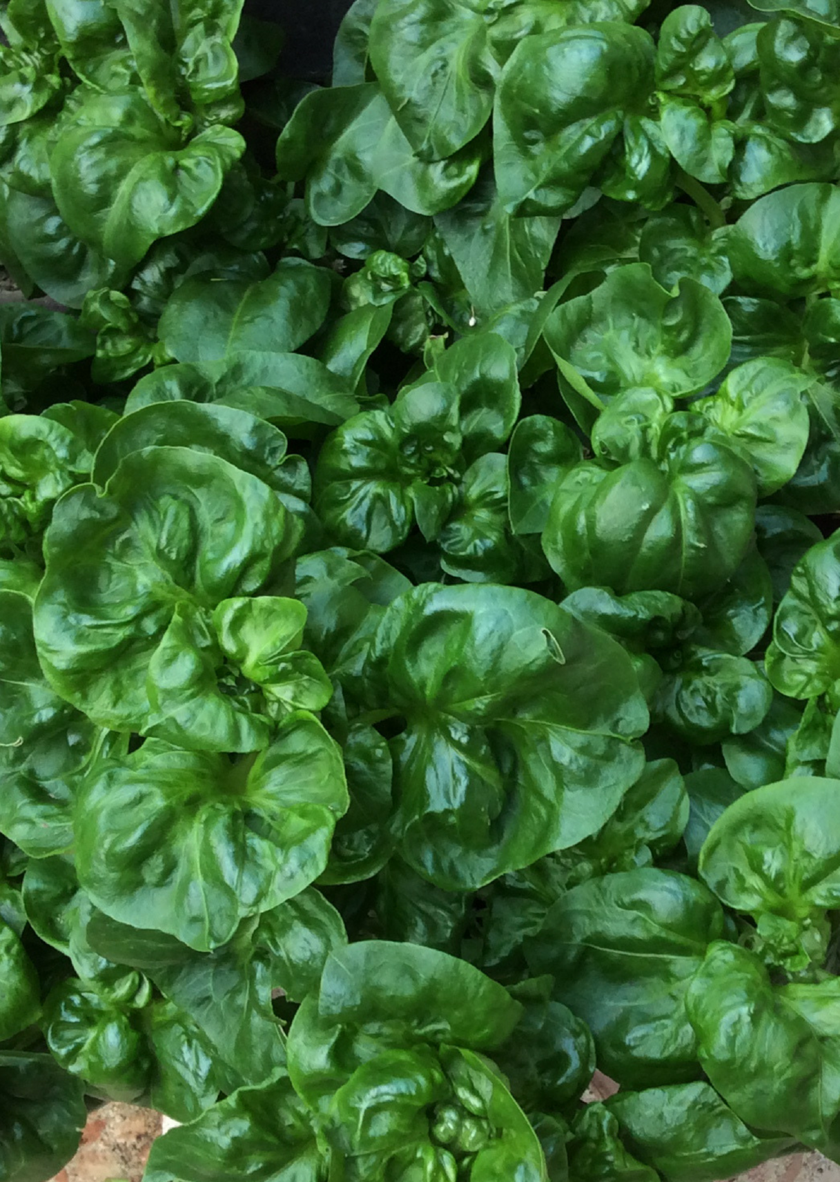 Sissoo Spinach Plant, Edible Perennial Herb, Alternanthera sissoo, Tropical Ground Cover or Shrub