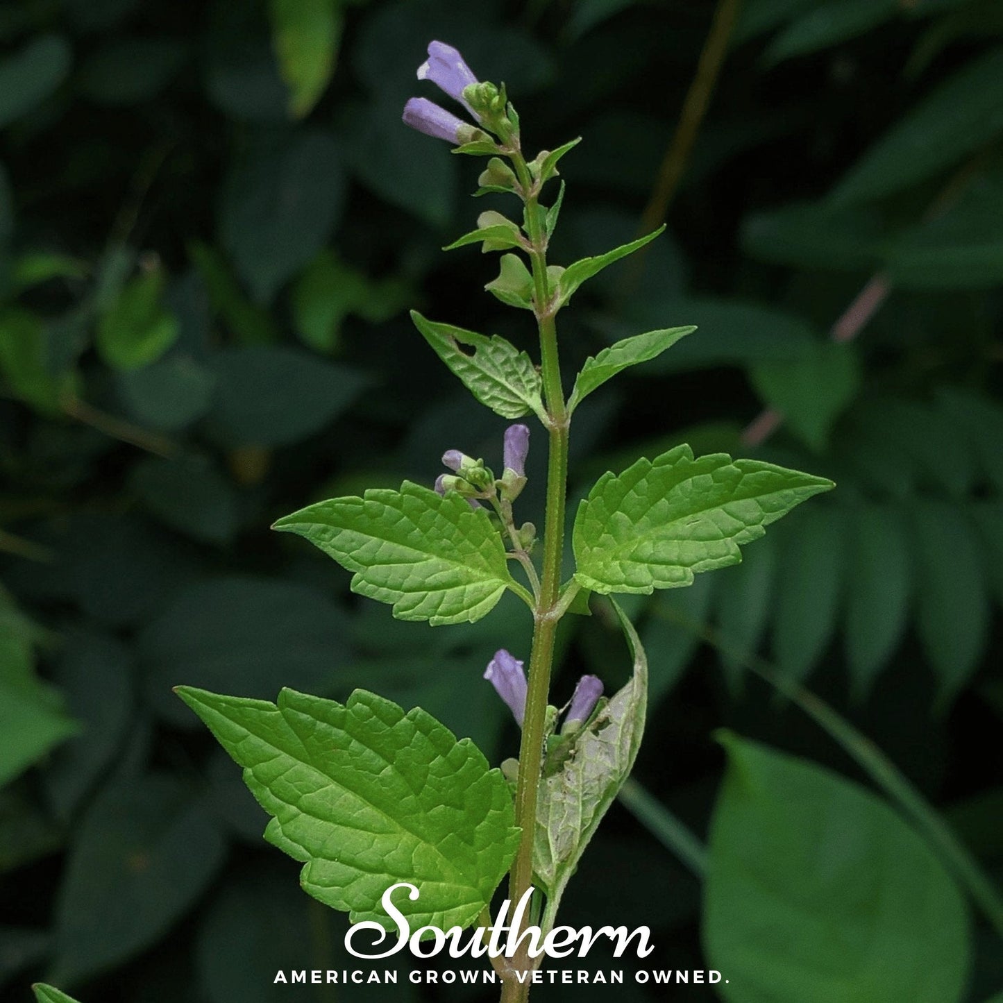 Official Mad Dog Skullcap Seeds – Heirloom Perennial, Blue-Violet Flowers, Native Medicinal Herb, Scutellaria lateriflora, 50 Seeds