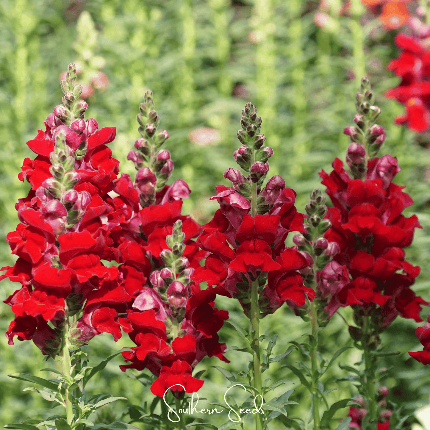 Defiance Snapdragon Seeds – Heirloom Antirrhinum majus Scarlet-Red Flower Pack of 200 Seeds