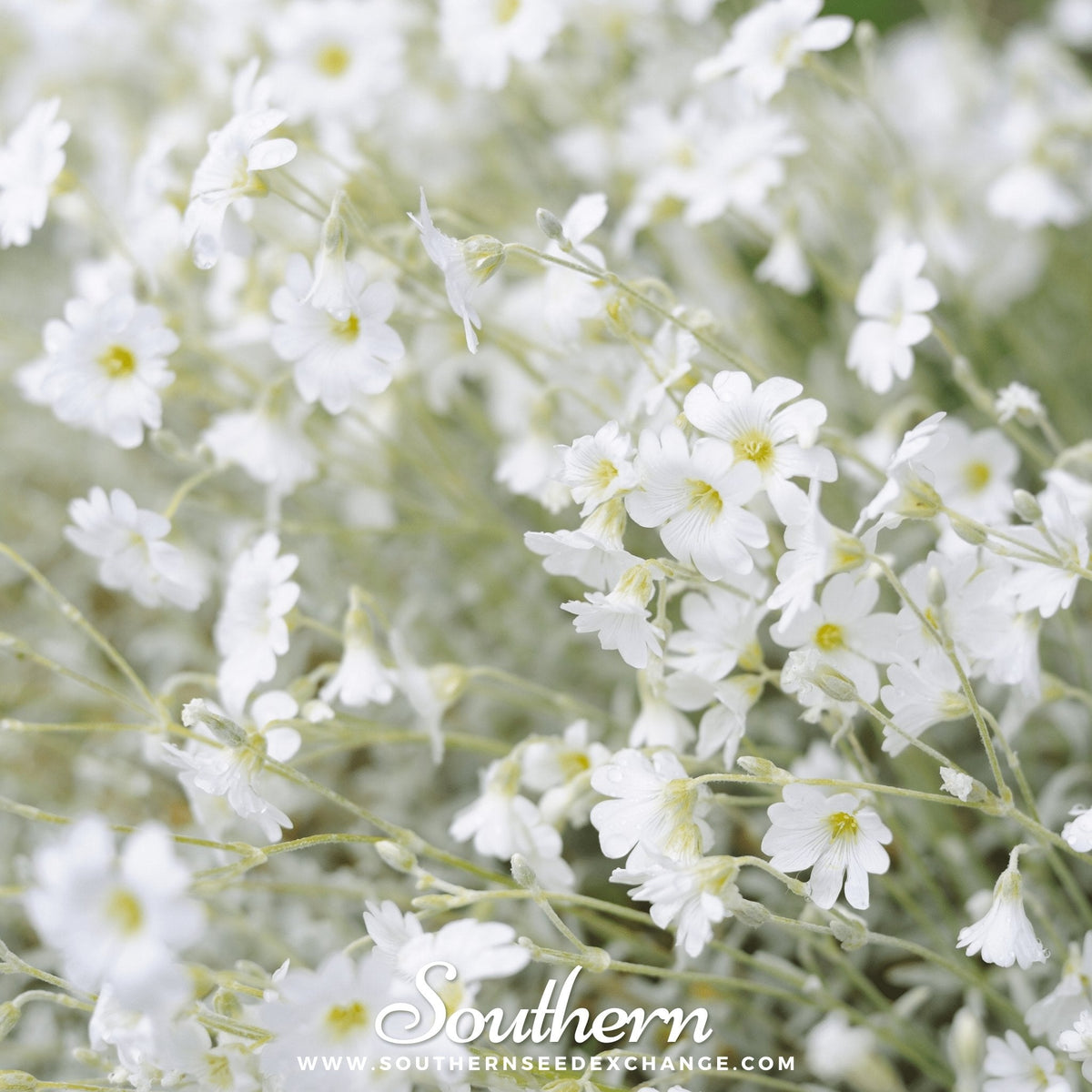 Snow in Summer Chickweed Seeds – Perennial Groundcover, Drought-Tolerant, White Star-Shaped Flowers, Cerastium biebersteinii, 100 Seeds