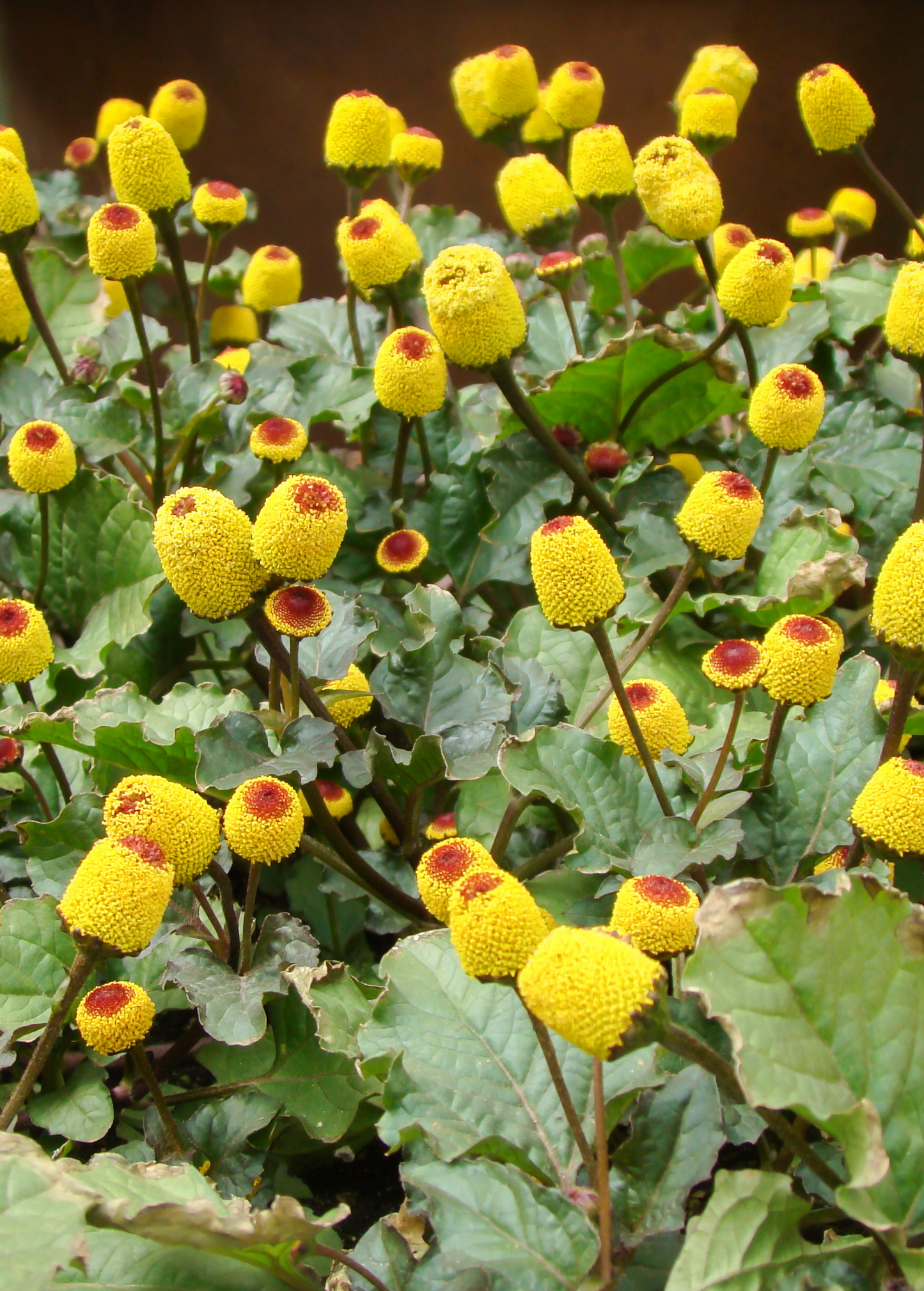 Electric Daisy Toothache Plant Herb - Spilanthes acmella, Medicinal & Ornamental, Buzz Buttons, Exotic South American Herb