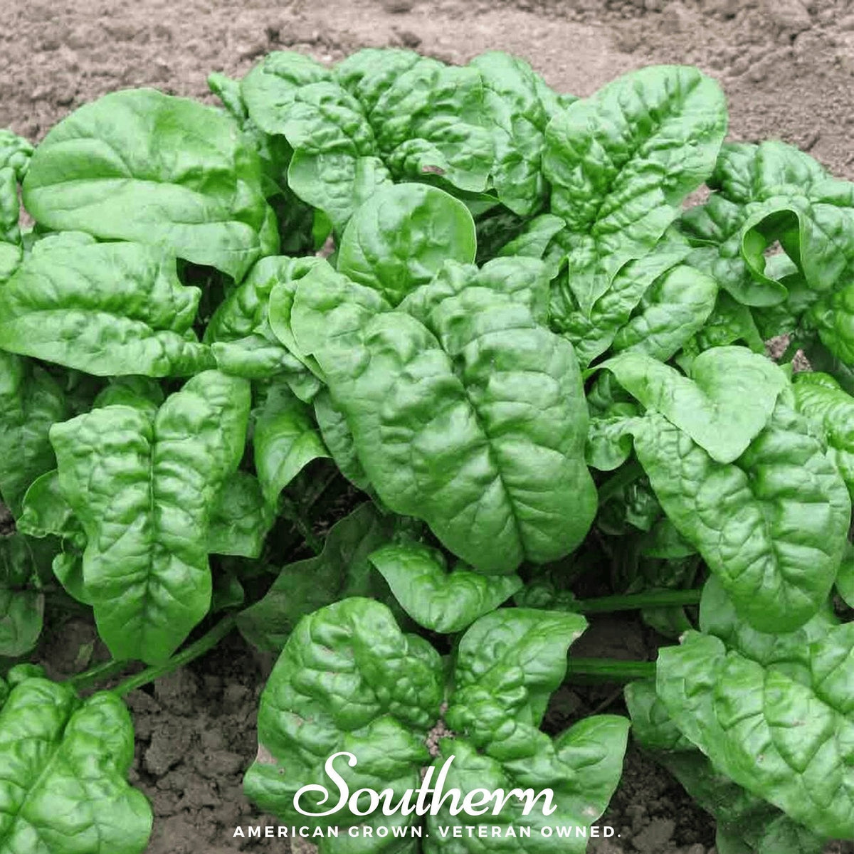 Giant Noble Spinach Seeds – All-American Selections Winner, Heirloom, Non-GMO, Tender Green Leaves, Cool-Season, 150 Seeds