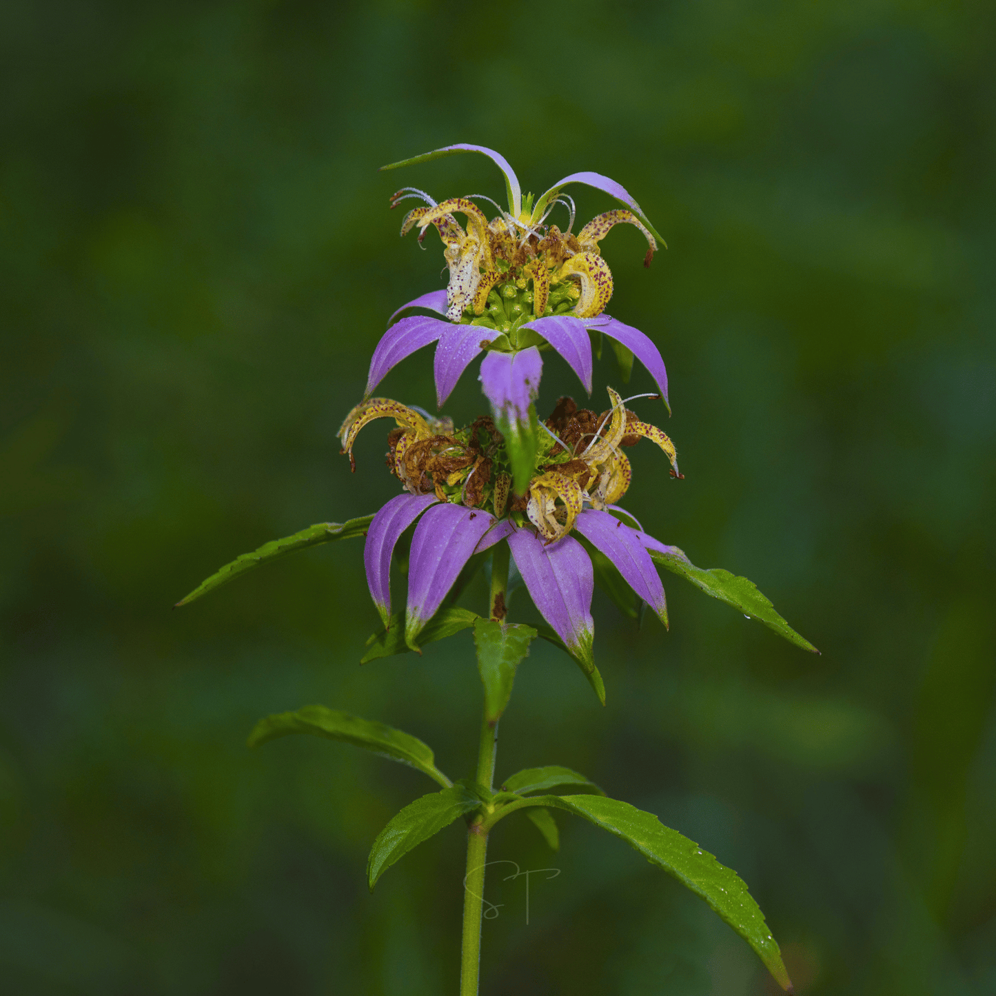 Spotted Bee Balm (Horsemint) – 50 Seeds