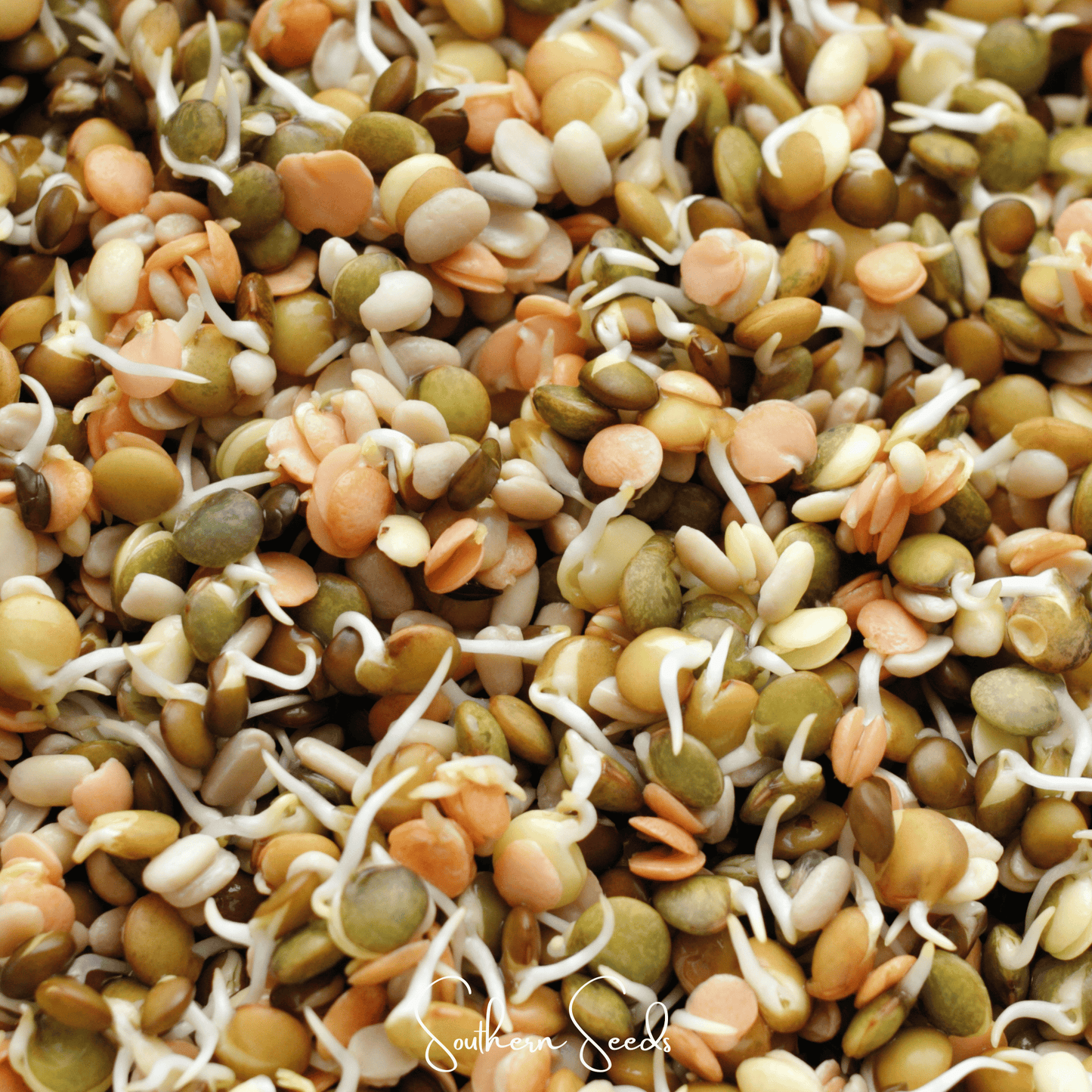 Crunchy Lentils Sprout Mix 500 Seeds, Non-GMO, Green, Red & French Lentils, Easy to Grow, Nutritious Sprouts for Salad & Stir-Fry