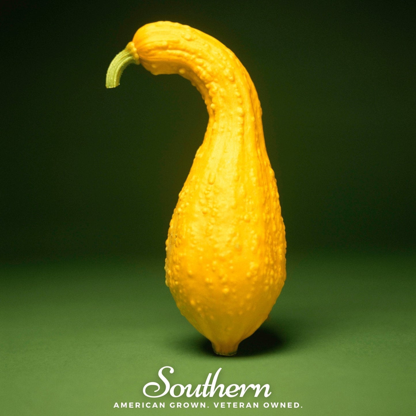 Crookneck Summer Squash Seeds – Heirloom Cucurbita pepo, 25 Non-GMO, Open Pollinated, Bountiful, Easy to Grow, Summer Harvest