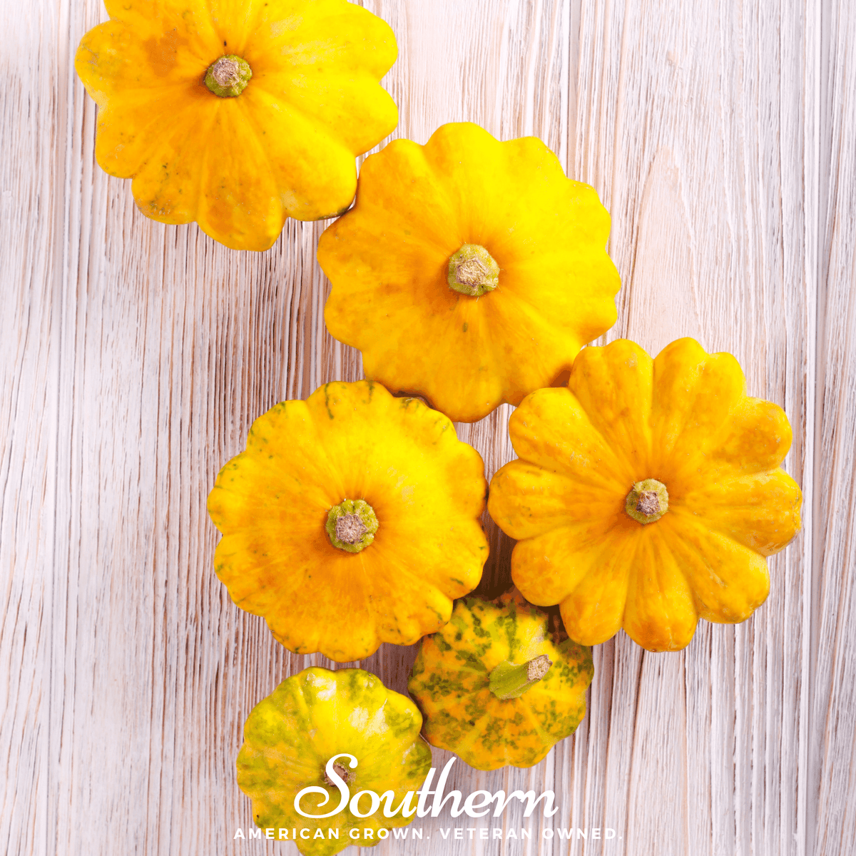 Yellow Scallop Bush Summer Squash Seeds – Heirloom Patty Pan Cucurbita pepo, Compact, Bright Yellow, 25 Seeds
