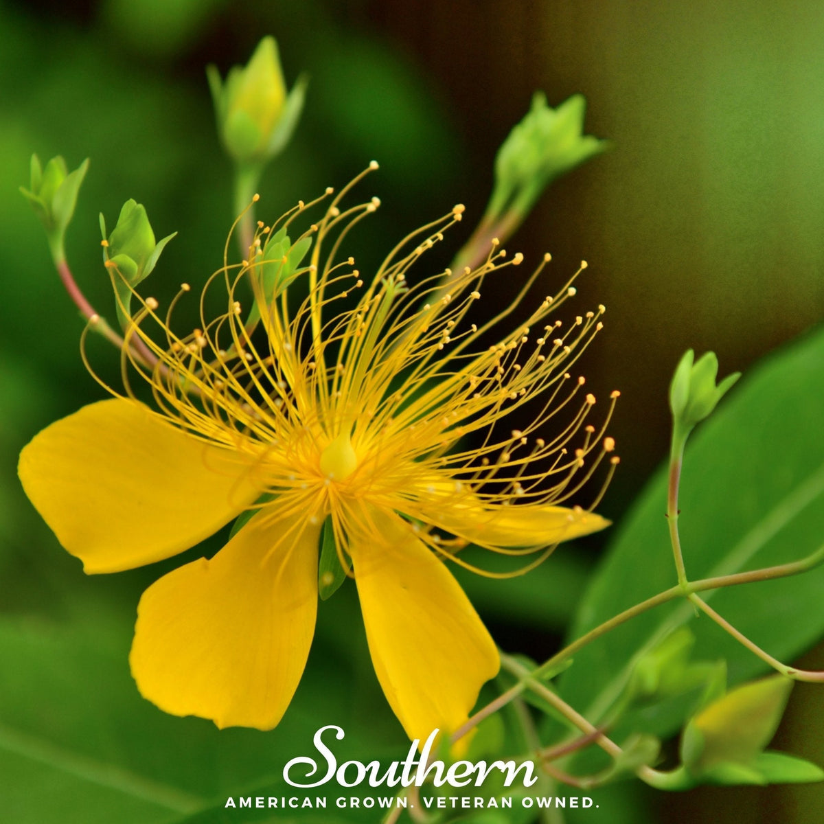 Greater St. John's Wort Seeds – Native Perennial Wildflower with Bright Yellow Flowers, Pollinator Friendly, Hypericum pyramidatum, 100 Seeds