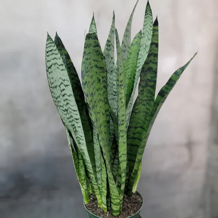 Rooted Snake Plants in Hawaii Volcanic Soil – Sansevieria Zeylanica, Mother-in-Law’s Tongue, Indoor Air Purifying Houseplants