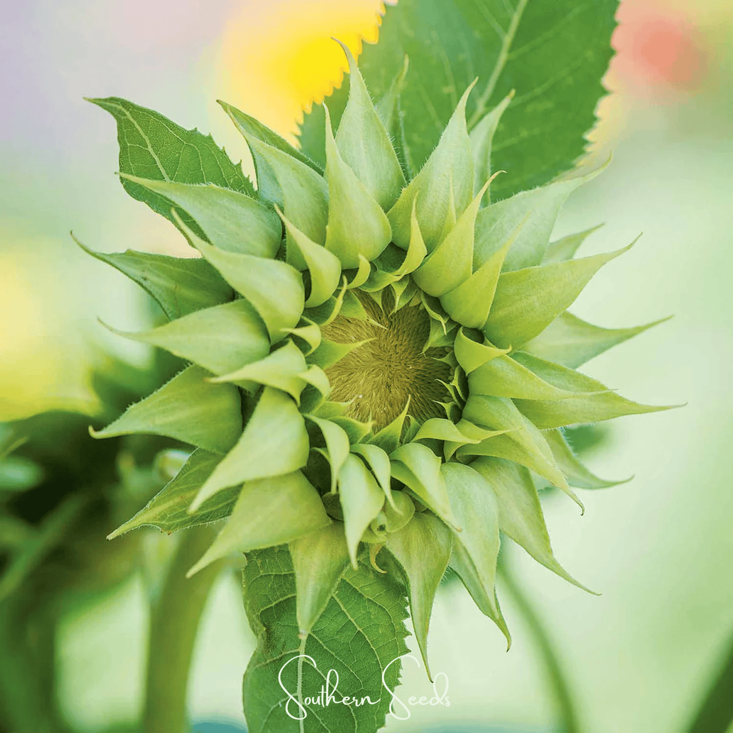 SunFill Green Sunflower Seeds – 25 Hybrid Pollen-Free, Petal-Less, Tall Green Flower Head, Modern Floral Design, Cut Flower, Helianthus annuus