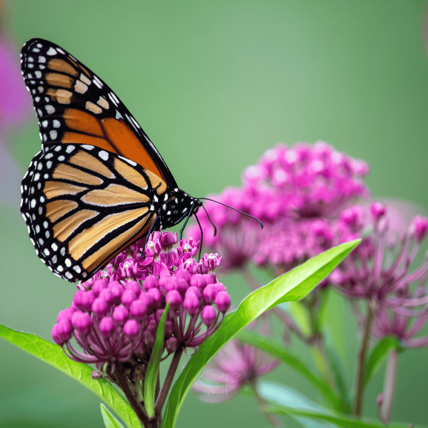 Swamp Milkweed Seeds – Native Perennial for Pollinator Gardens, Monarch Host Plant, Rosy-Pink Flowers, Moist Soil, Asclepias incarnata