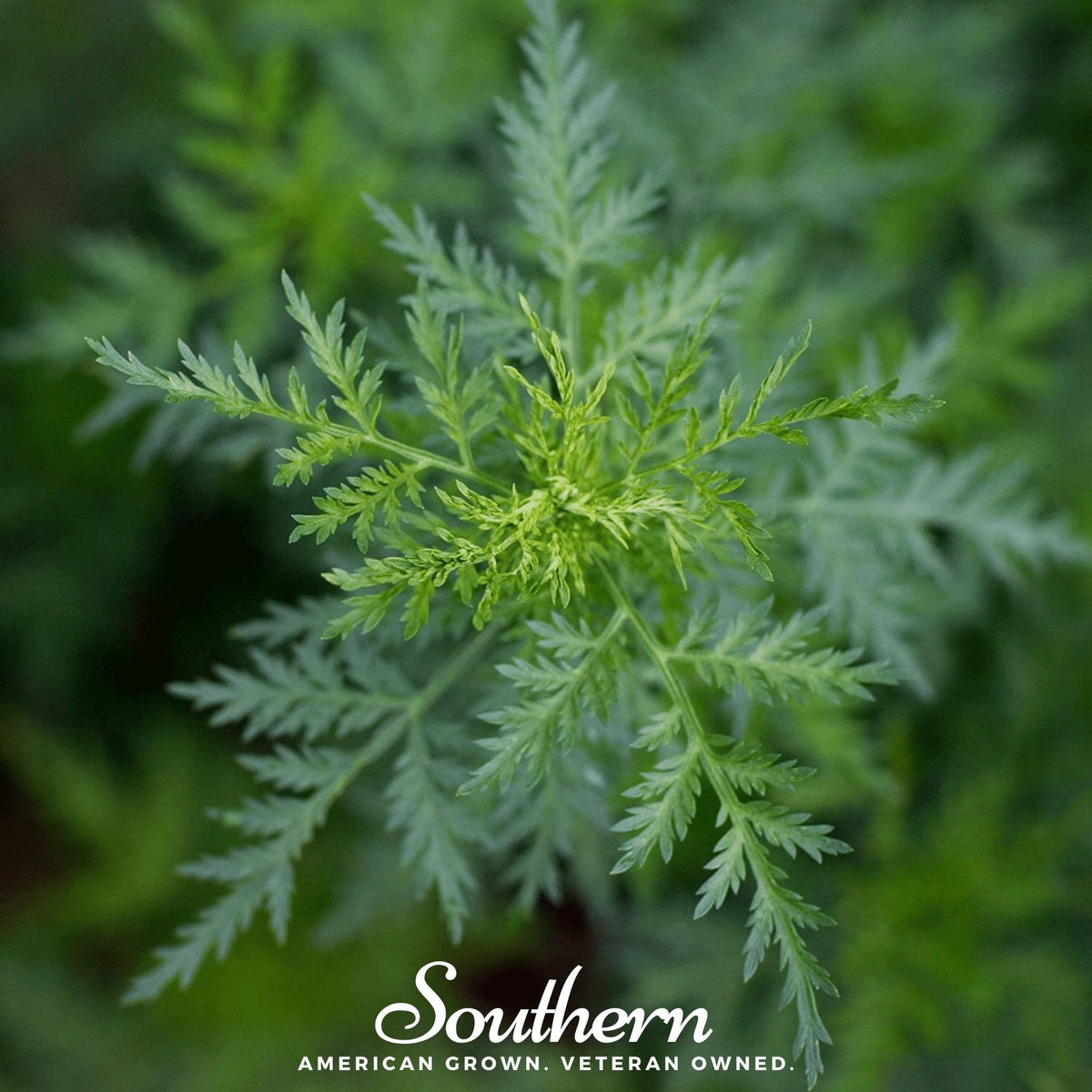 Sweet Annie Seeds - Heirloom Artemisia annua for Fragrant Wreaths & Dried Arrangements, 50 Seeds