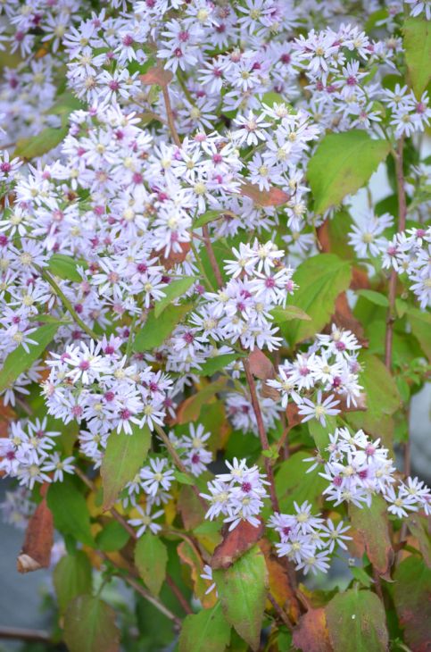 Symphyotrichum cordifolium Seeds 500 | Heartleaf Aster Native Wildflower with Purple Flowers Pollinator Plant