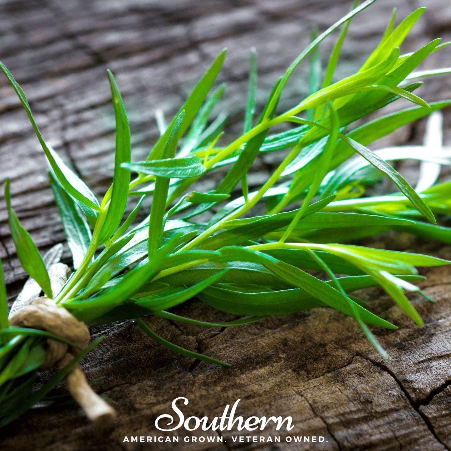 Russian Tarragon Seeds – 300 Heirloom, Open Pollinated, Perennial Herb for Seasoning, Artemisia dracunculoides