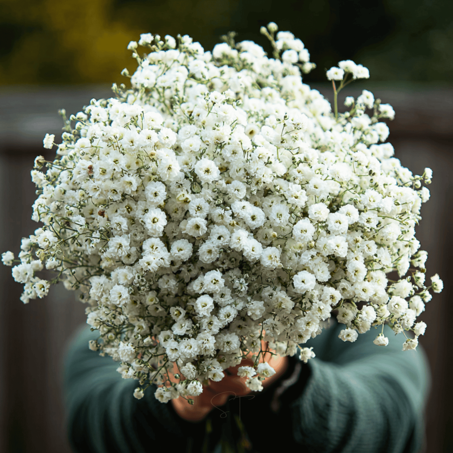 White Yarrow Seeds The Pearl Achillea ptarmica Perennial Drought-Tolerant Cut Flower