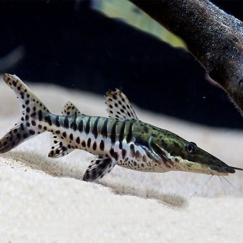 Tiger Shovelnose Catfish 4