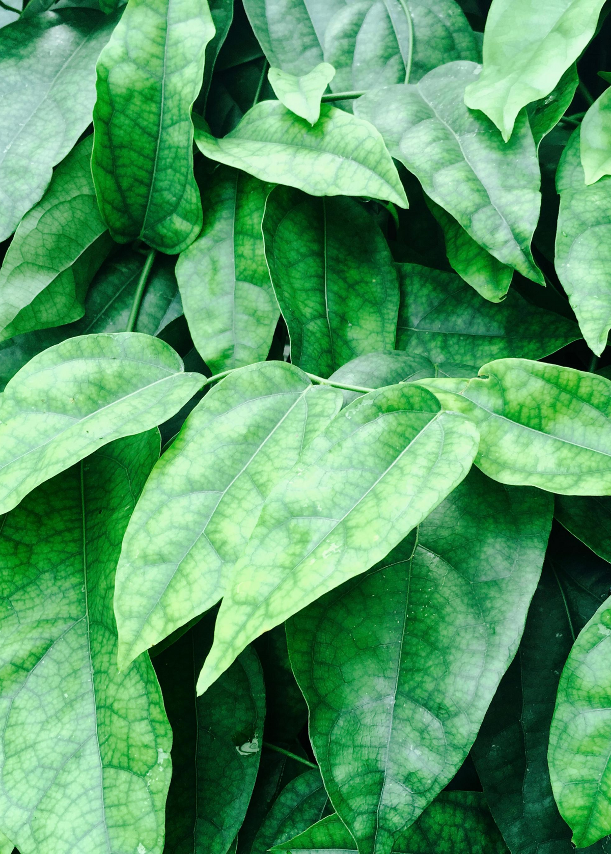 Yanang Grass Jelly Vine Plant, Tiliacora triandra, Tropical Climbing Vine for Culinary & Medicinal Use