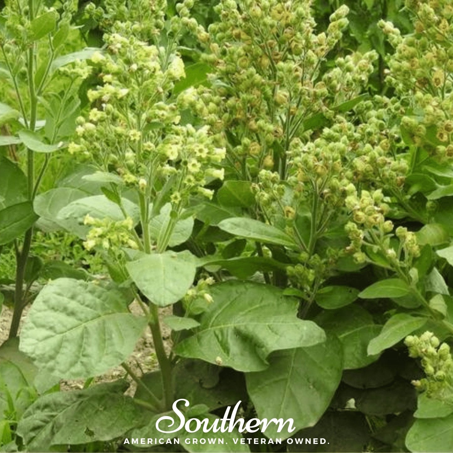 Hopi Tobacco Seeds – Heirloom Non-GMO American Grown Ceremonial Plant, Broad Dark Green Leaves, Sacred Native American Tradition