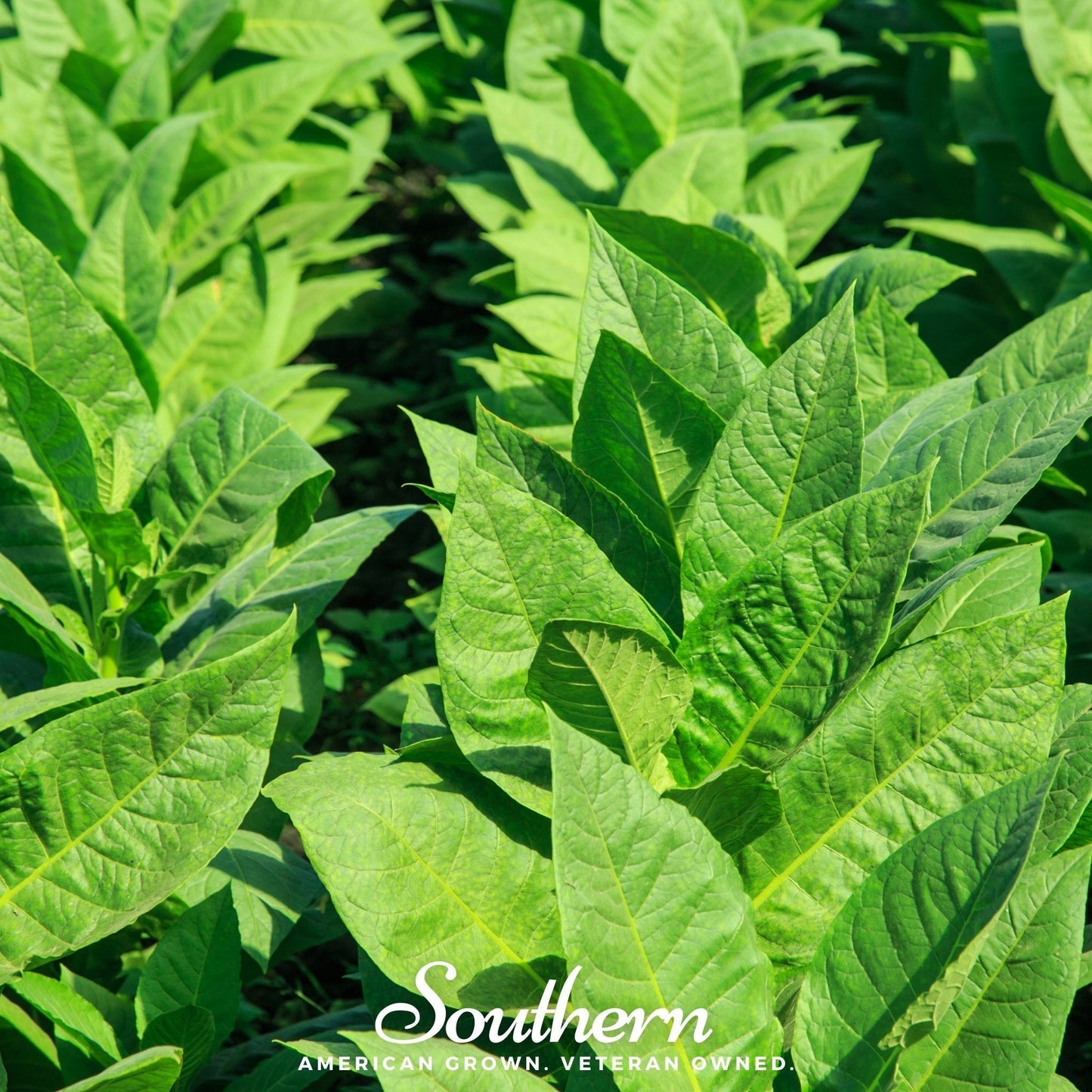 Virginia Gold Tobacco Seeds – Heirloom Non-GMO Nicotiana tabacum for Smoking, Annual, USDA Zones 2-10