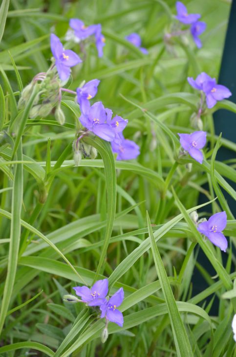 Tradescantia bracteata Seeds – Longbract Spiderwort Native Perennial Wildflower, Blue Purple Blooms, Pollinator Plant, 150 Seeds