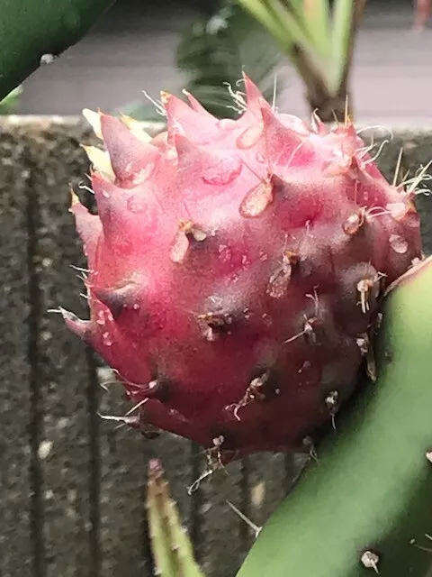 Black Africanis Dragon Fruit Cuttings - Rare TLM Variety with Near-Black Skin & Red Flesh