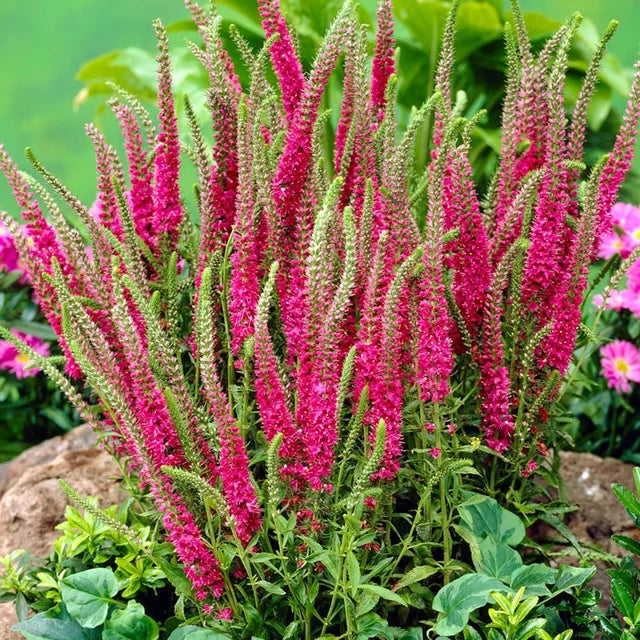 Live Red Fox Speedwell Plant in 1 Pint Pot - Veronica spicata Perennial with Bright Pink Flower Spikes for Borders & Pollinators