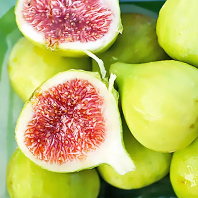 Verte Fig Tree Cuttings Unrooted Ficus carica Green Fig Variety for Propagation & Grafting