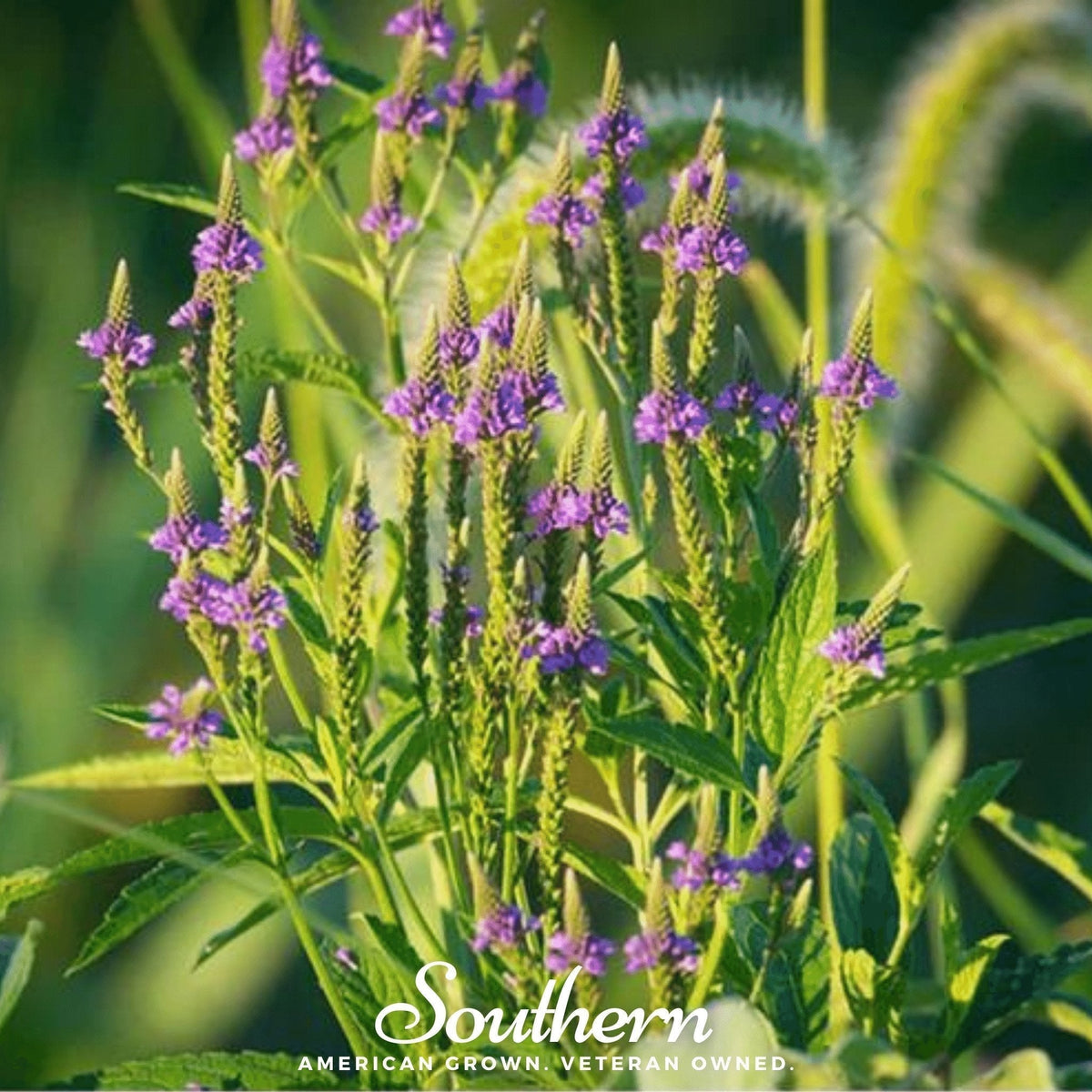 Blue Vervain Seeds – Native Perennial for Pollinator Gardens, Blue-Violet Flowers, Verbena hastata, Moist Soil, 100 Seeds