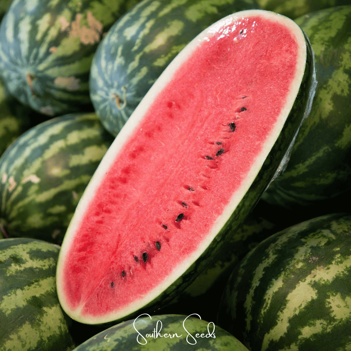 Congo Watermelon Seeds – Heirloom, All-American Selections Winner, Large Oblong Fruit, Sweet Juicy Flesh, Disease Resistant, 25 Seeds