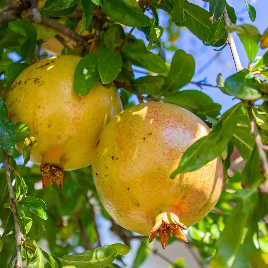 Super Rare Babylonian White Pomegranate Cuttings, 3 Scions for Rooting or Grafting, Pale-White Arils, Punica granatum
