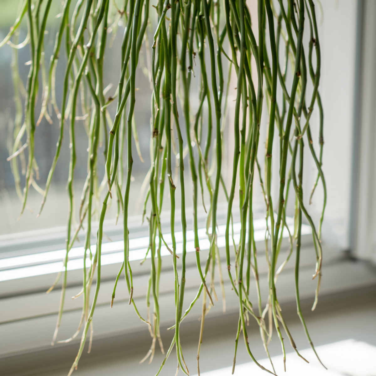 Rhipsalis Cassutha Cuttings - 5 Pack - Epiphytic Cactus - Tropical Plant - Easy to Root - Indoor Garden