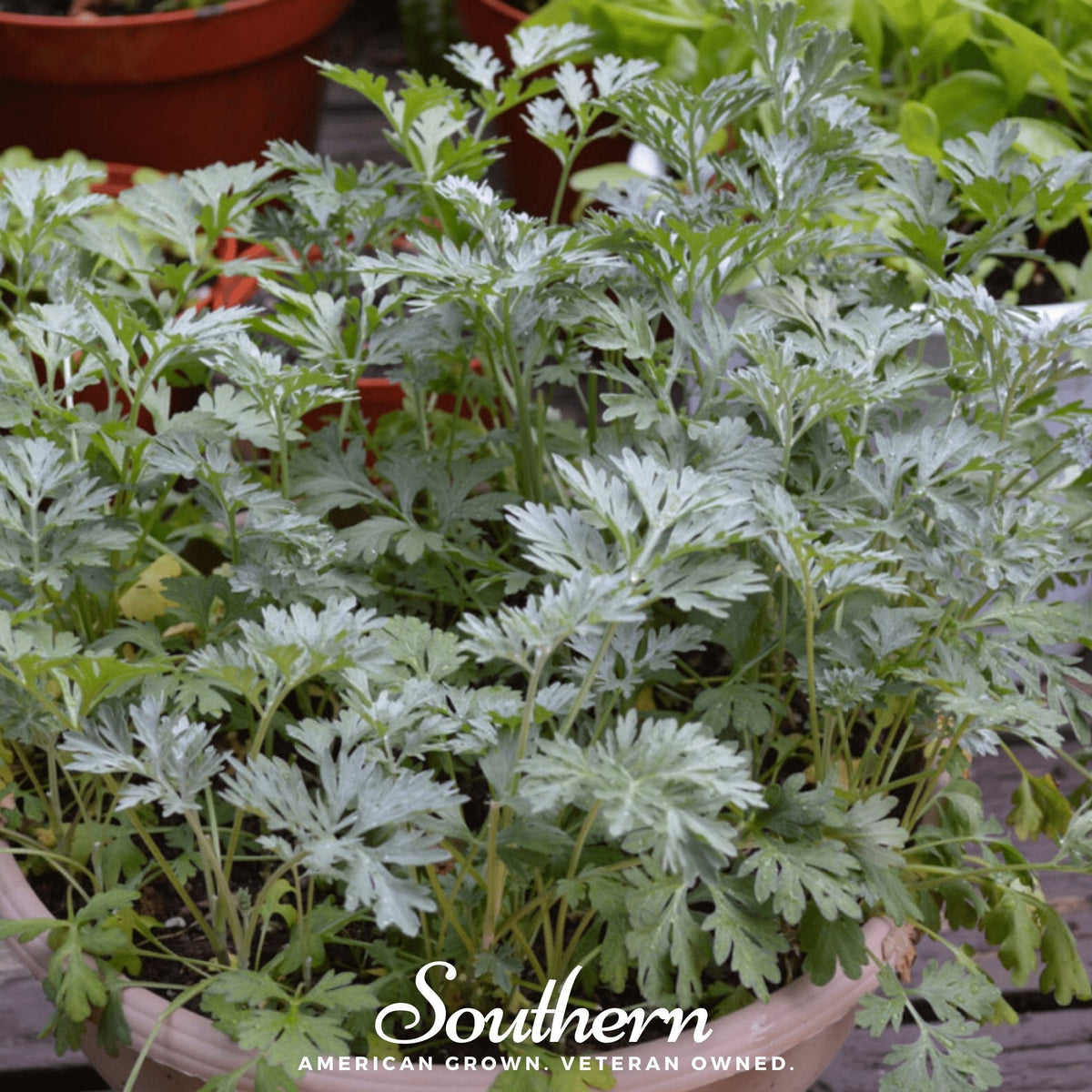 Wormwood Seeds – 200 Heirloom Artemisia absinthium for Herb Garden, Drought-Tolerant Perennial, Silver Foliage, Absinthe Ingredient