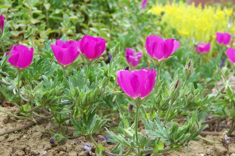 Callirhoe involucrata Seeds - Purple Poppy Mallow Native Groundcover Drought Tolerant Wildflower 15 Seeds