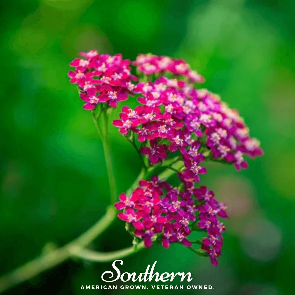 Cerise Queen Yarrow Seeds – Heirloom Perennial, Drought-Tolerant, Pollinator Magnet, Achillea millefolium, 50 Seeds