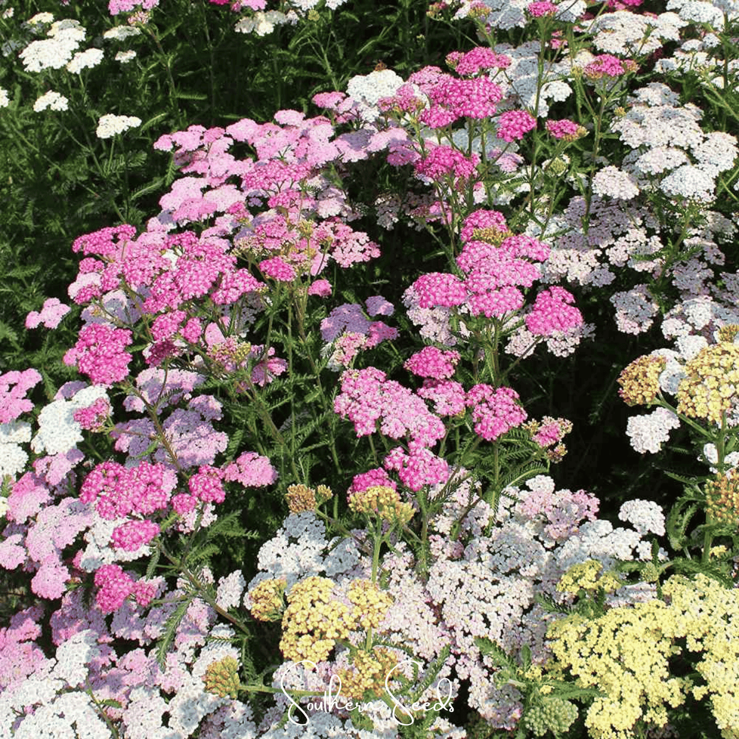 Colorado Yarrow Seeds Mix – 50 Heirloom Perennial Flower Seeds for Pollinators, Drought Tolerance, and Cut Flowers Achillea millefolium