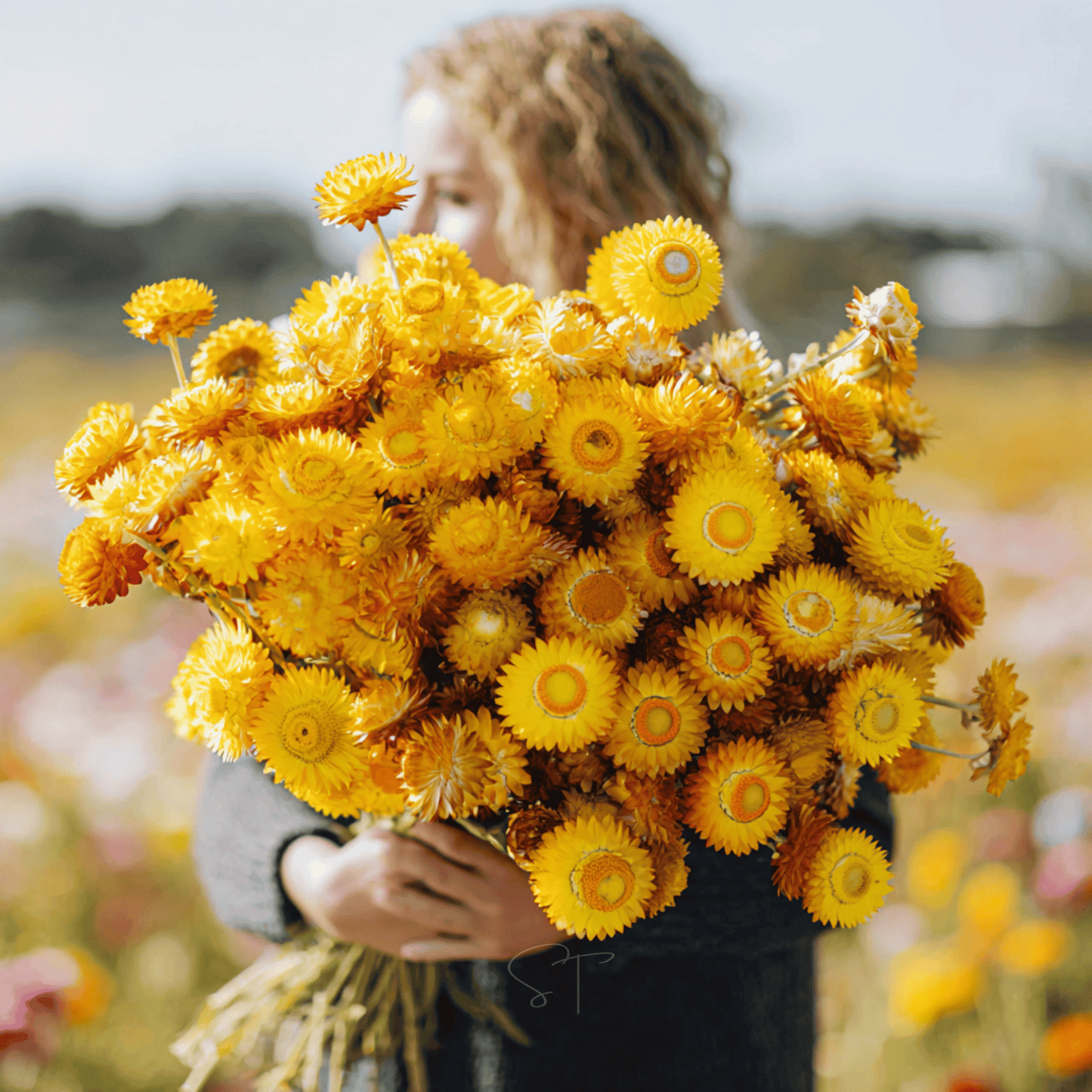 Yellow Strawflower Seeds – Heirloom, Dried Flower, Bright Yellow, Bracteantha bracteata, 100 Seeds