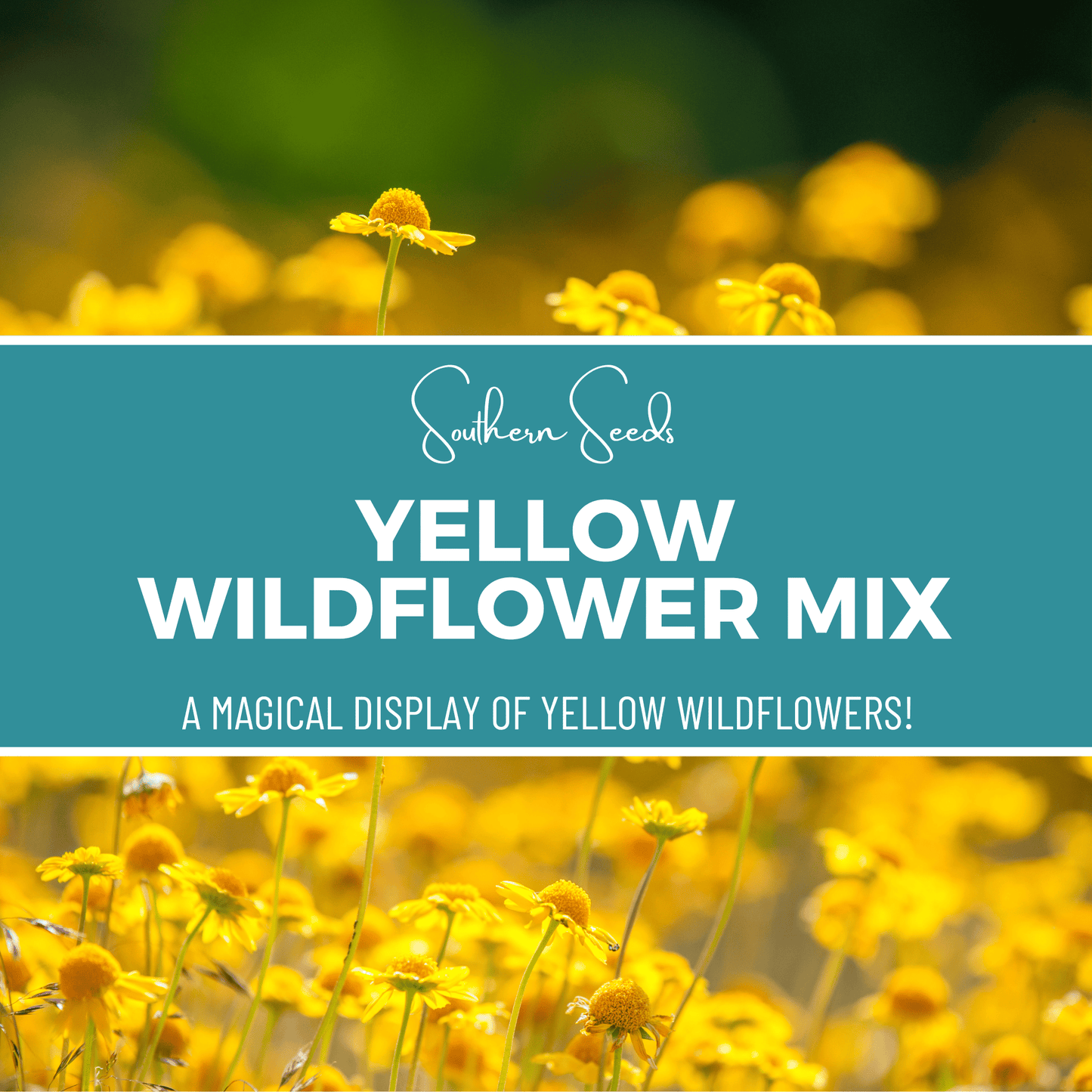 Yellow Wildflower Seed Mix – 1,000 Seeds, Annual & Perennial, Bright Yellow Flowers, Native Wildflower Blend, USDA Zones All