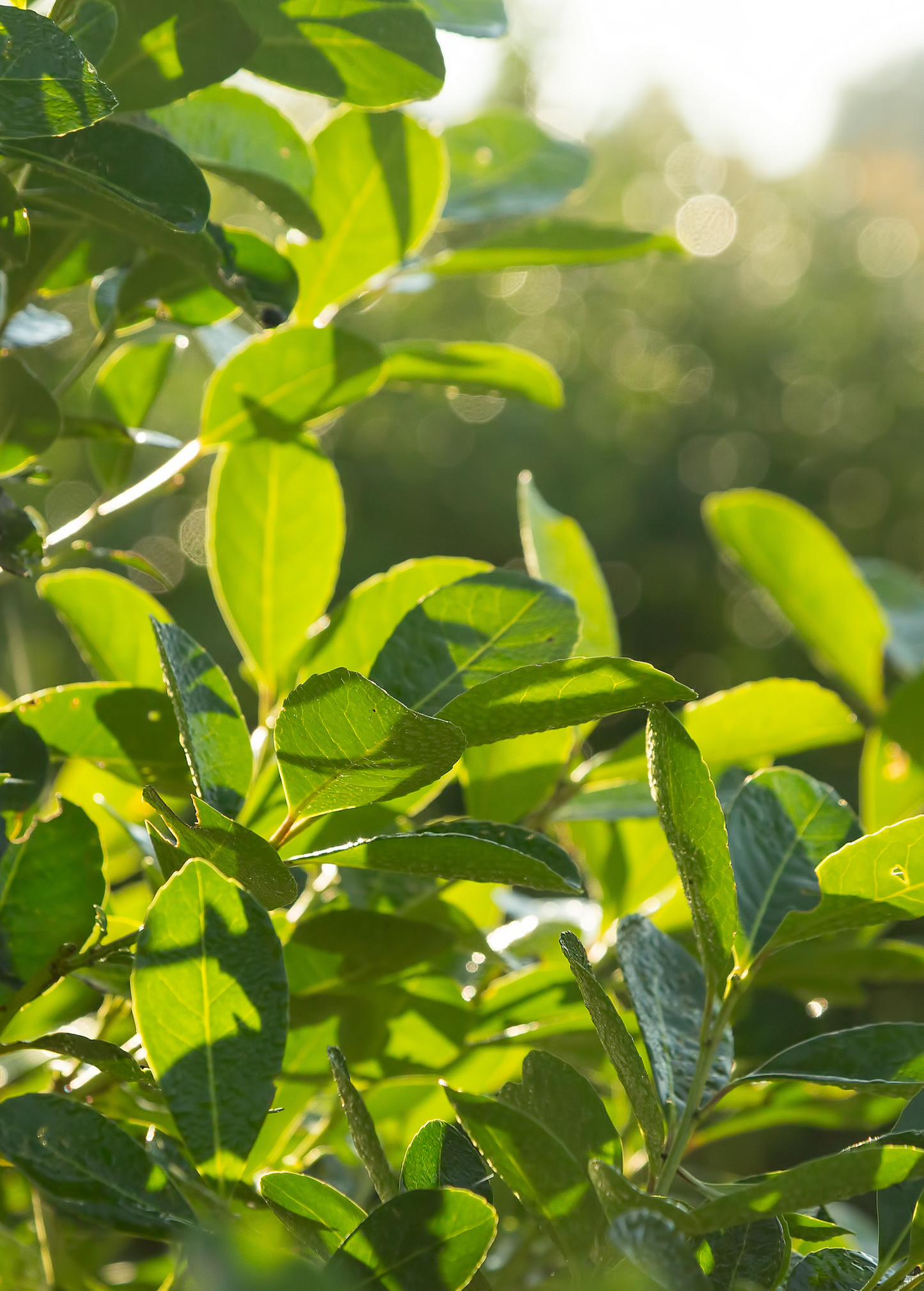 Yerba Mate Plant Ilex paraguariensis, Edible Leaves for Tea, Caffeine-Rich, Antioxidant-Rich, South American Beverage
