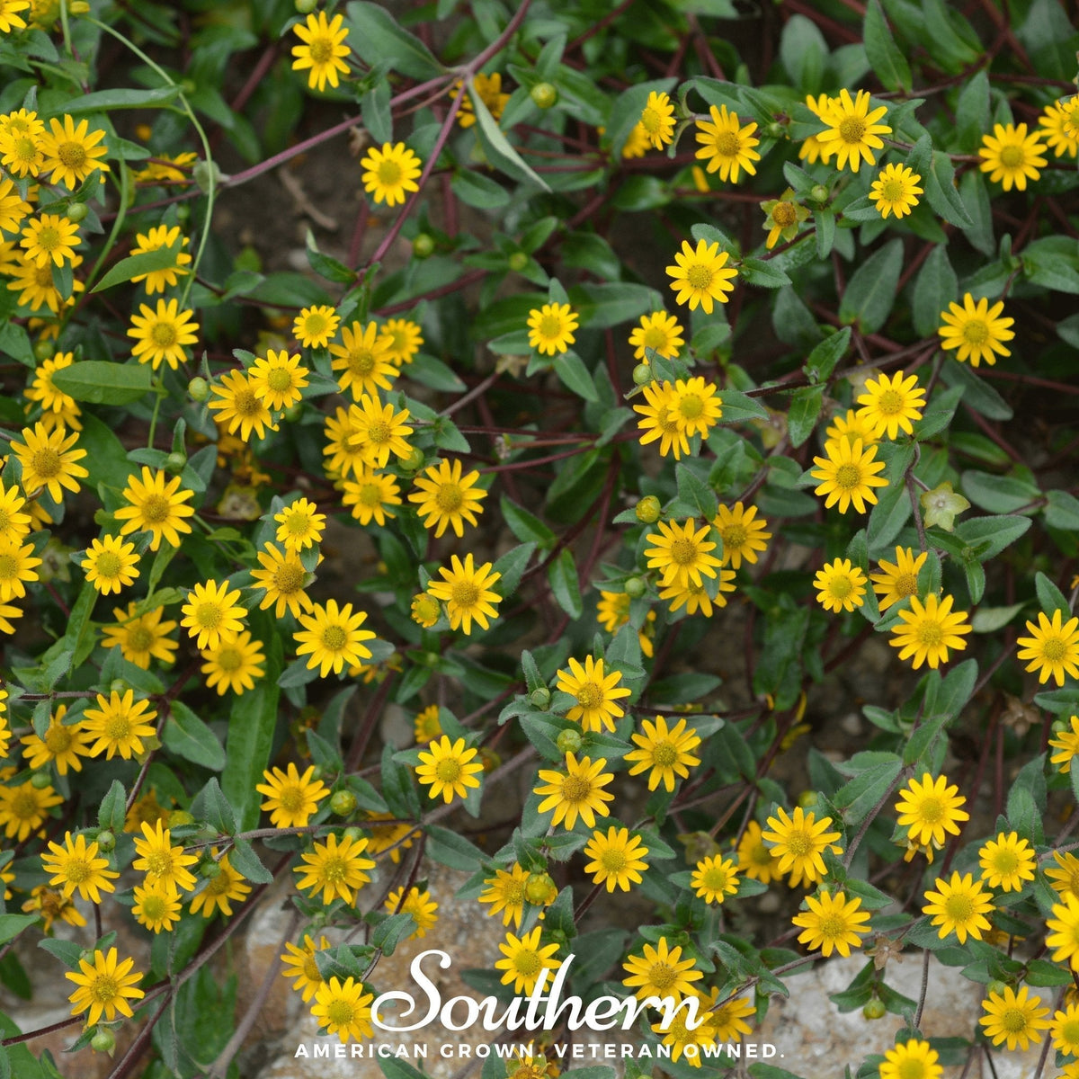 Creeping Zinnia Seeds – 100 Heirloom, Drought Tolerant, Sun-loving Groundcover Sanvitalia procumbens
