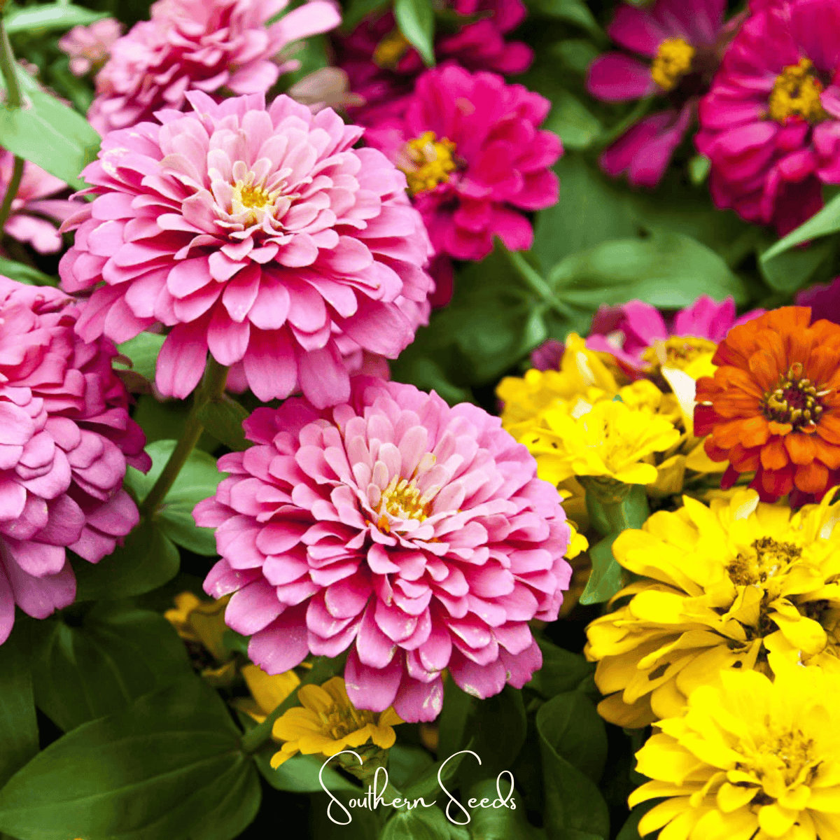 Dahlia Flowered Zinnia Seeds – 100 Heirloom, Open Pollinated, Rainbow Colors, Cut-and-Come-Again, Zinnia elegans