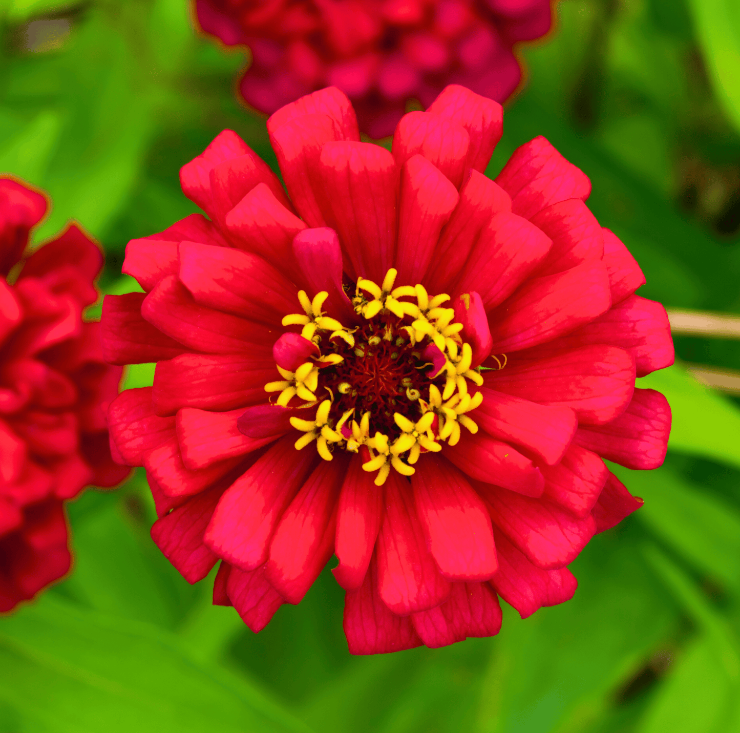 Meteor Zinnia Seeds – Heirloom, Crimson Red, Cut-and-Come-Again, Butterfly Magnet, 100 Seeds