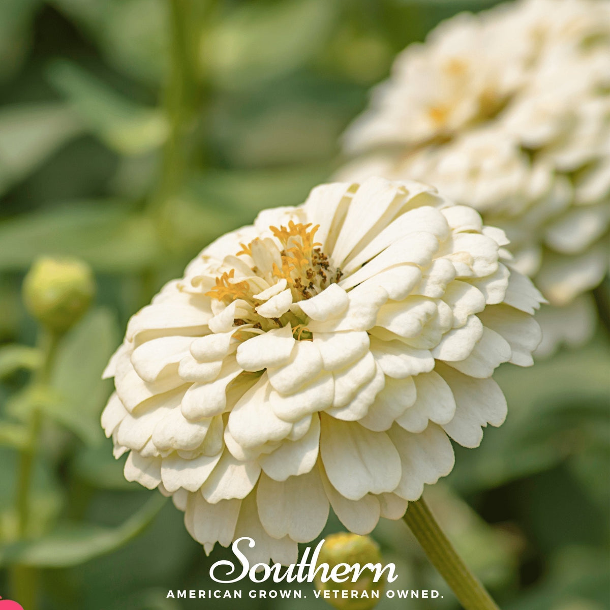 Polar Bear Zinnia Seeds – Heirloom, White, Double Blooms, Cut-and-Come-Again, Zinnia elegans, 100 Seeds
