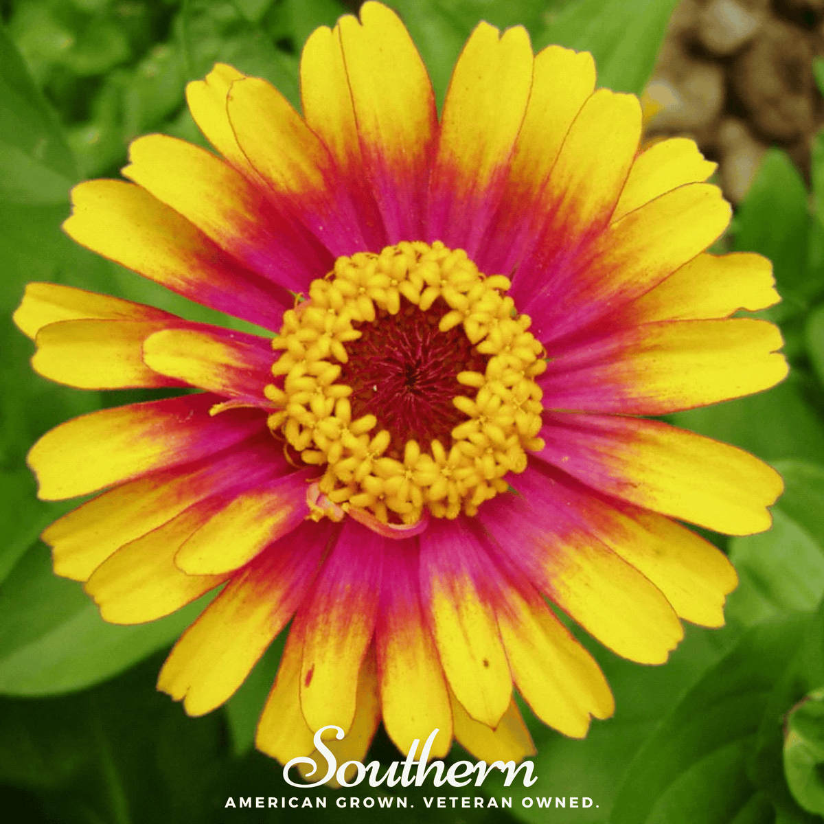 Sombrero Zinnia Seeds – Bi-Color Heirloom Annual for Cutting Gardens, Vibrant Fire Colors, 50 Seeds, Zinnia elegans