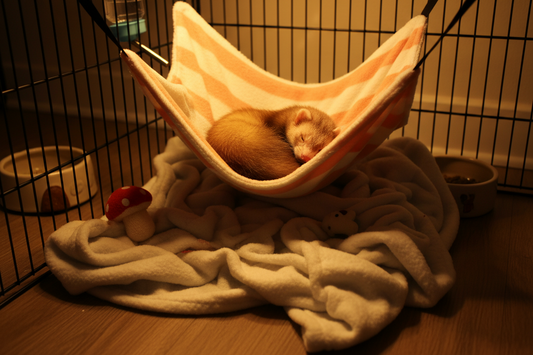 Why Ferrets Need a “Sleep Sanctuary” (Not Just Any Cage Corner)