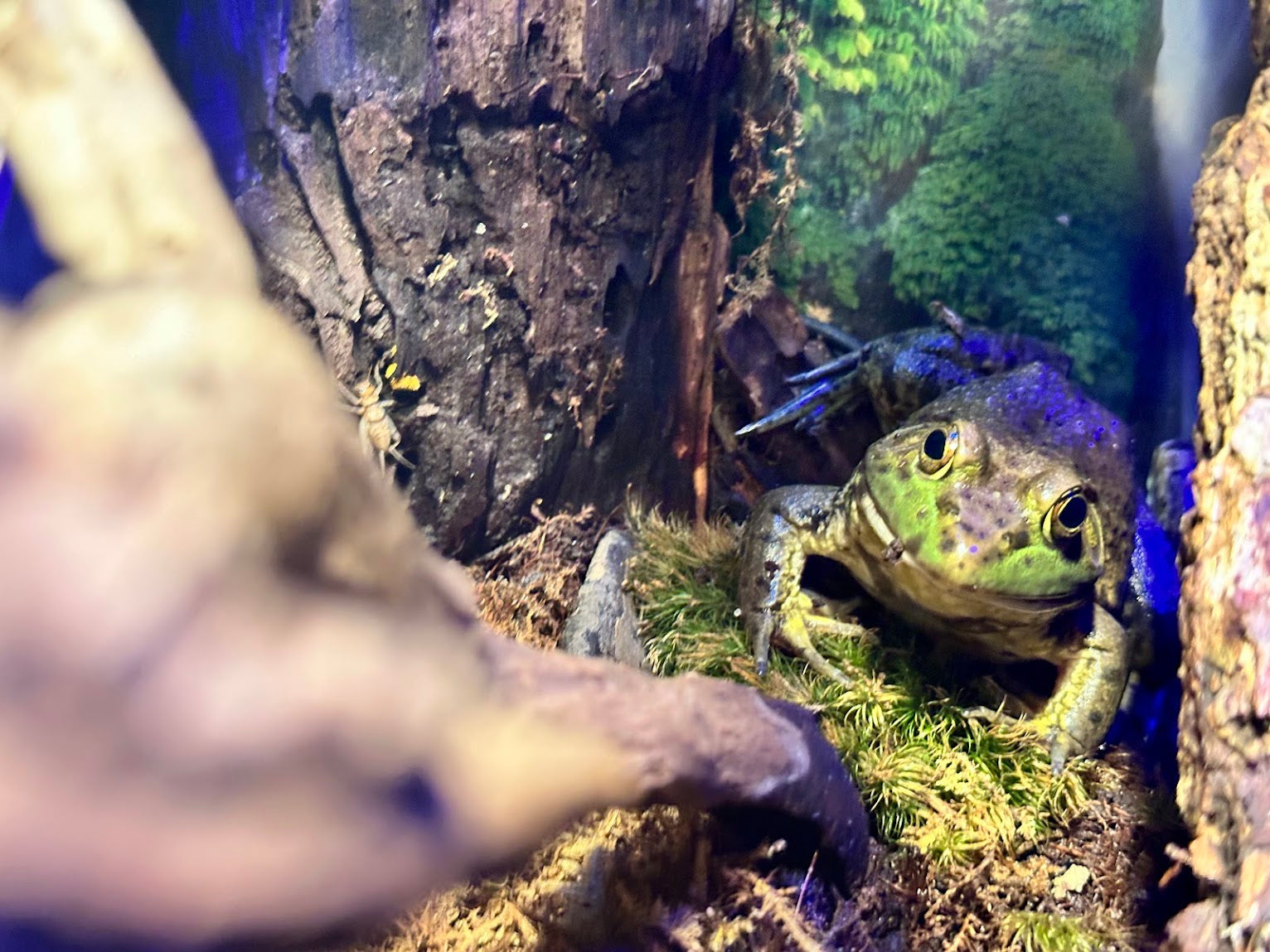 Reptiles & Amphibians