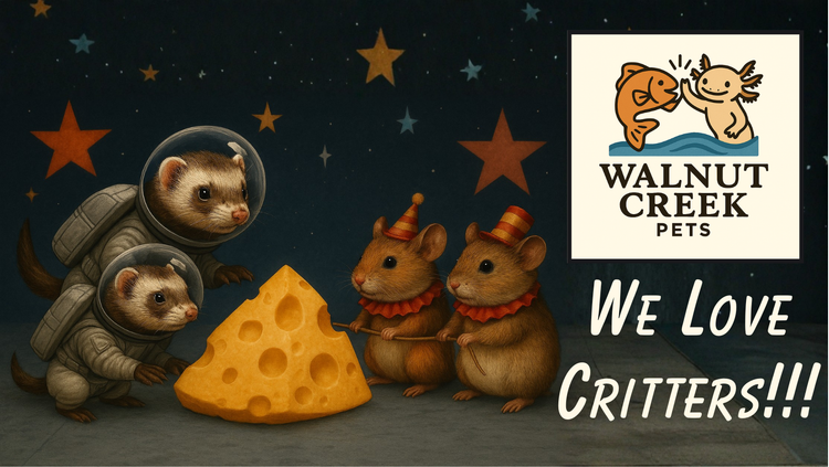 mice visiting the astronaut ferret enclosure