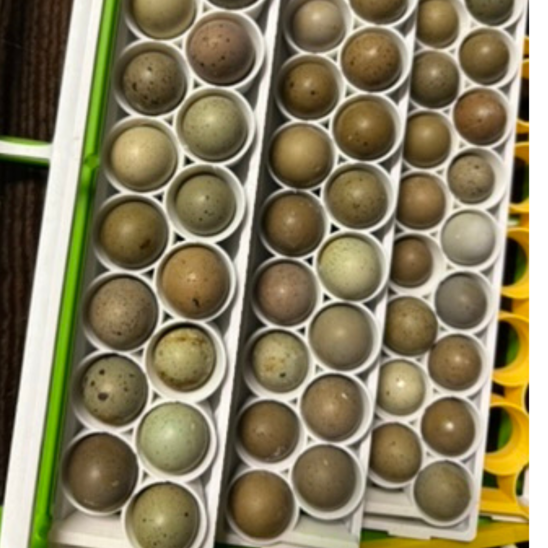 Standard & Button Quail Egg Rails for Cimuka®/Hatching Time® Incubators (CT-Series)