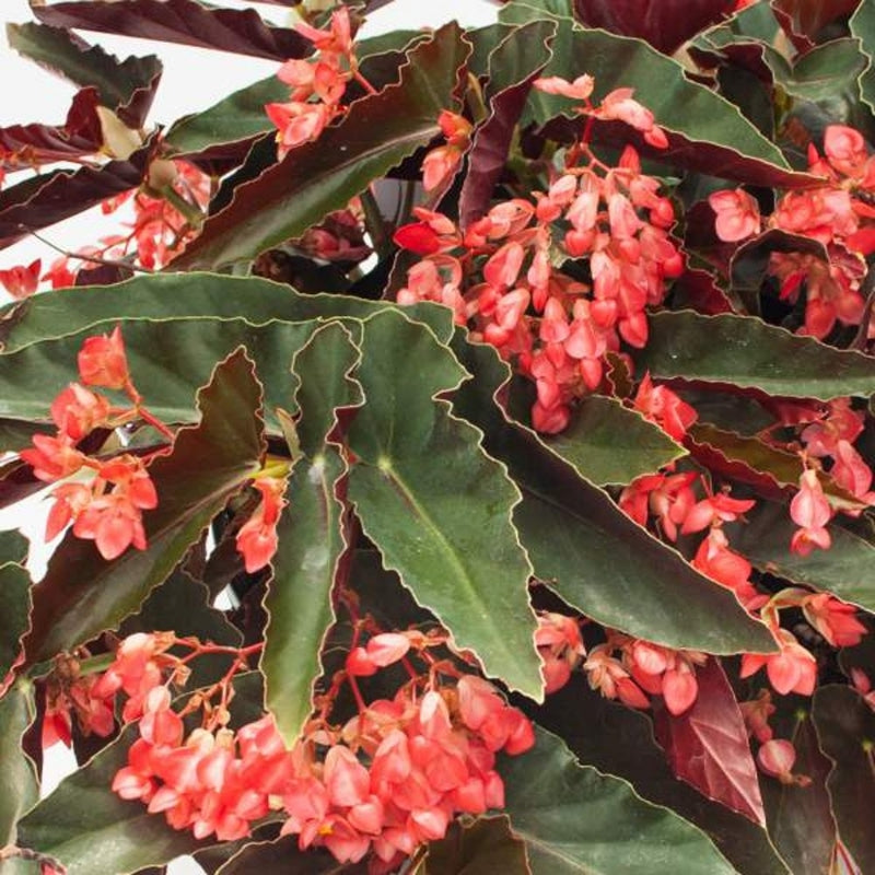 Angel Wing Begonia Torch Red Live Rooted Starter Plant – Indoor Tropical Houseplant with Bright Red Flowers