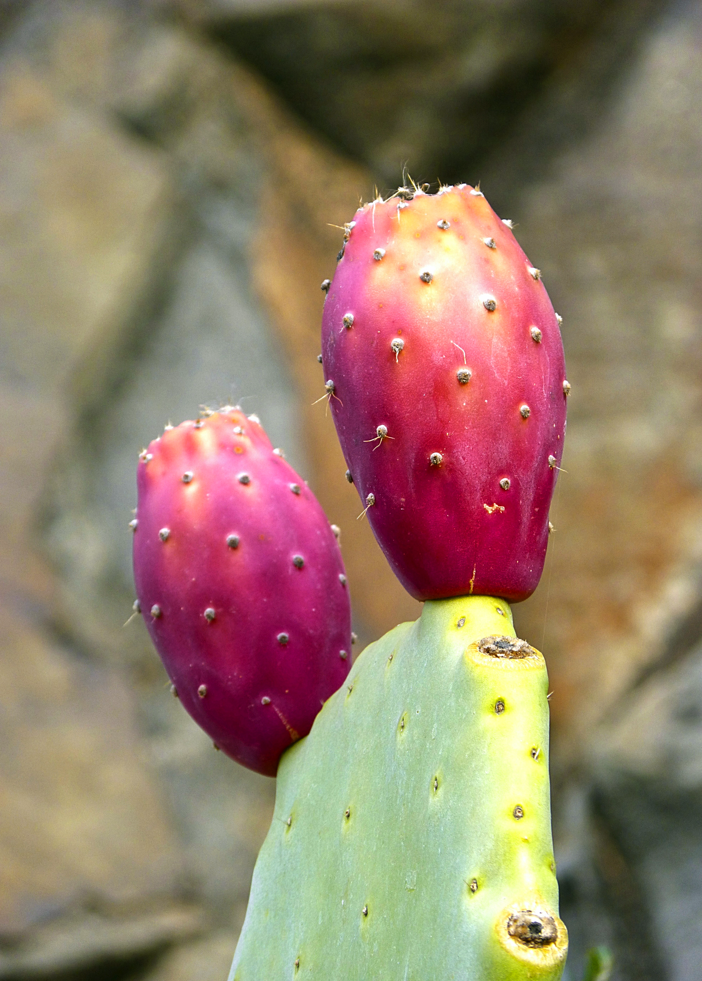 Prickly Pear Fruit Plant - Mexican Tuna Opuntia ficus-indica Edible Cactus with Juicy Red/Orange Fruit