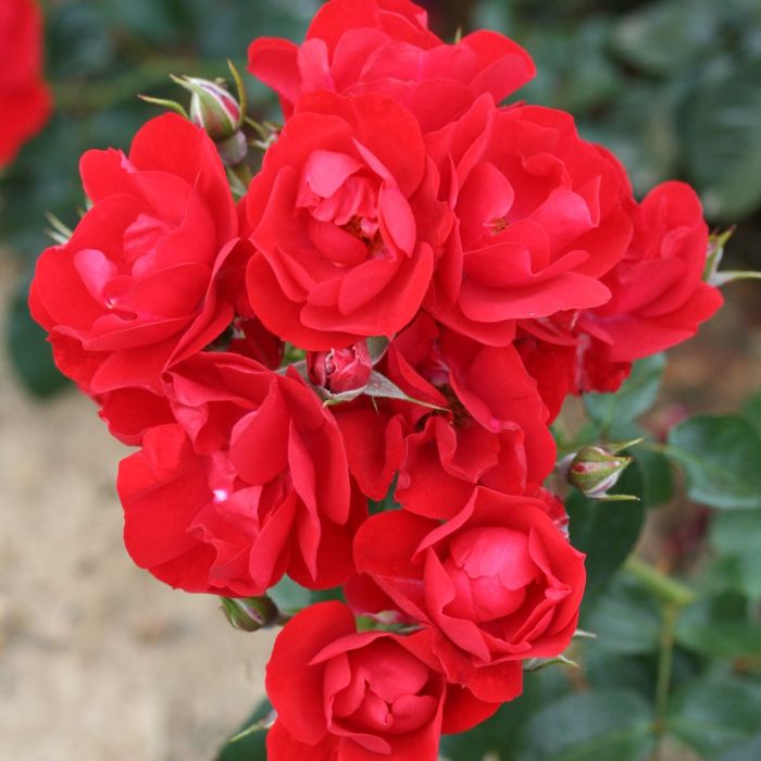 Super Rare Eternity Red Rose Cuttings – 3 Unrooted Rosa ‘Eternity Red’ Deep Red Propagation Material